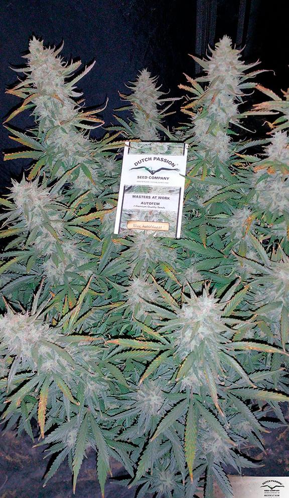 Blue Auto Mazar Buy Dutch Passion Cannabis Seeds