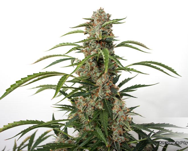 Auto Orange Bud Buy Dutch Passion Cannabis Seeds