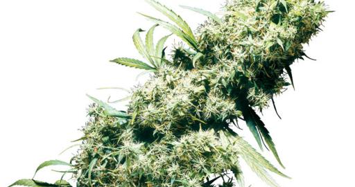 Jamaican Pearl Buy Sensi Seeds Cannabis Seeds