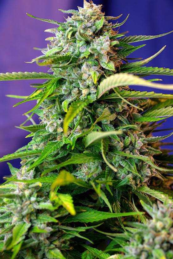 Dark Devil Auto Buy Sweet Seeds Cannabis Seeds