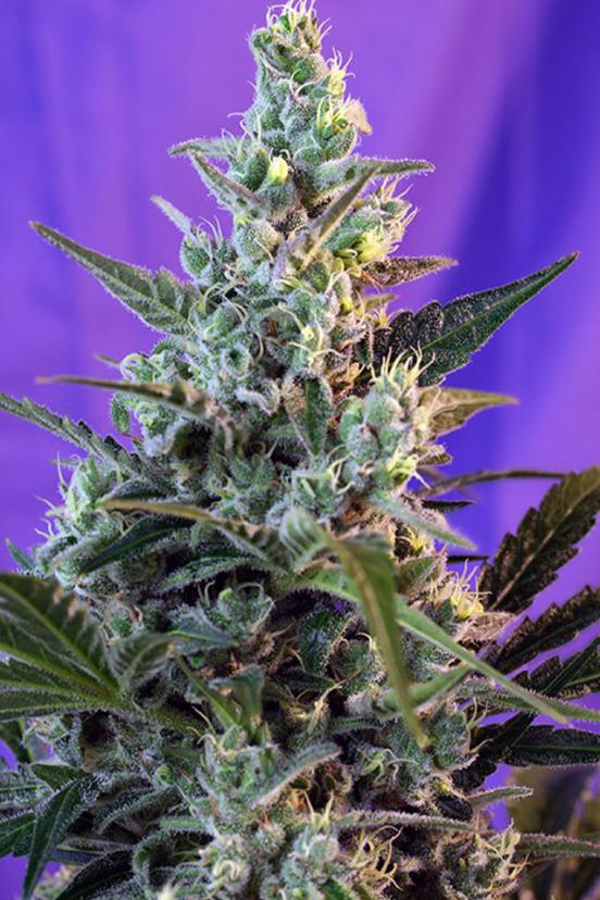 Dark Devil Auto Buy Sweet Seeds Cannabis Seeds