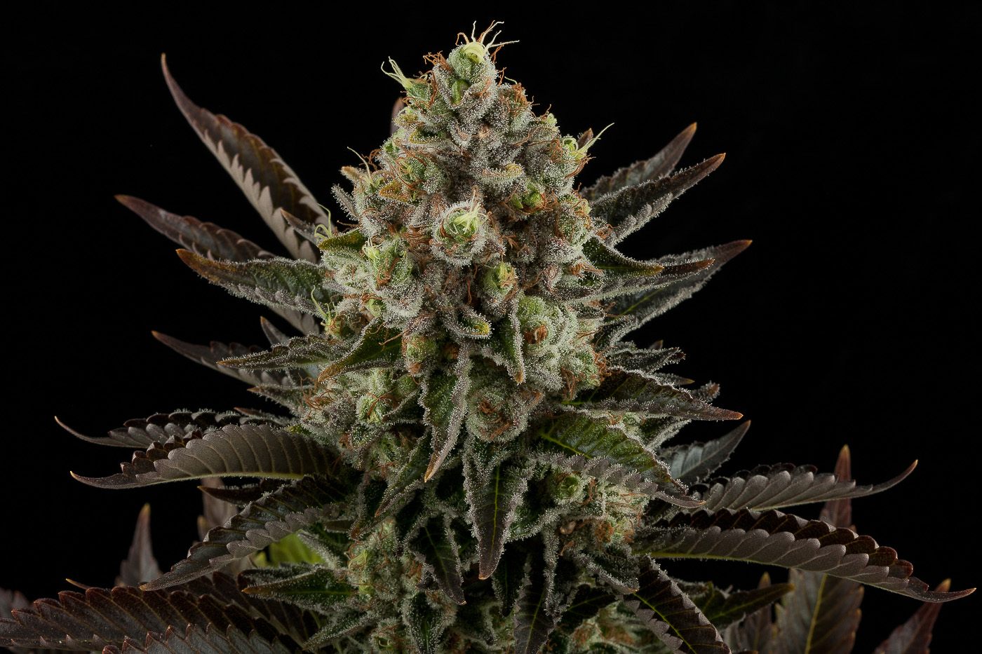 White Widow Buy White Widow Feminized Cannabis Seeds