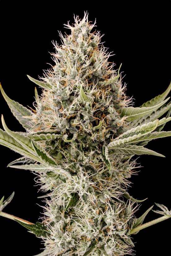 Dinachem – Buy Dinachem feminized cannabis seeds