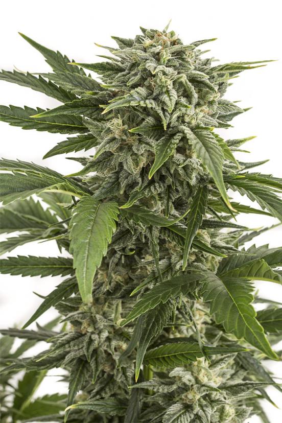 Sour Diesel Autoflowering – Buy Sour Diesel Auto cannabis seeds