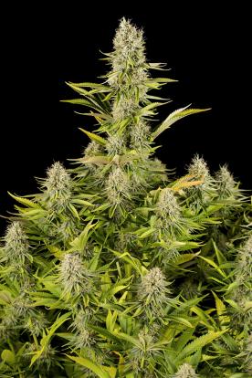ᐅ Comprar Semillas marihuana cannabis Fetida para cultivos de