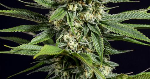 OG Kush CBD – Buy OG Kush CBD cannabis seeds