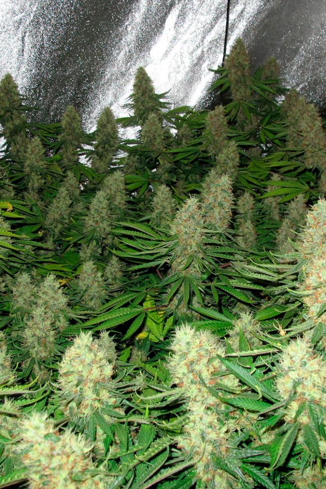 Power Plant - Buy Dutch Passion cannabis seeds