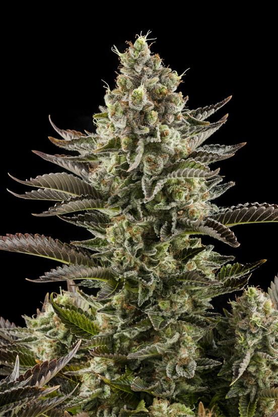 Blue Hash – Buy Blue Hash feminized cannabis seeds