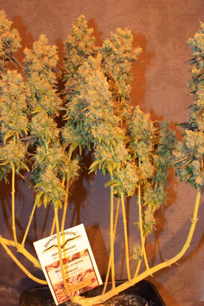 The Ultimate Buy Dutch Passion Cannabis Seeds 7158