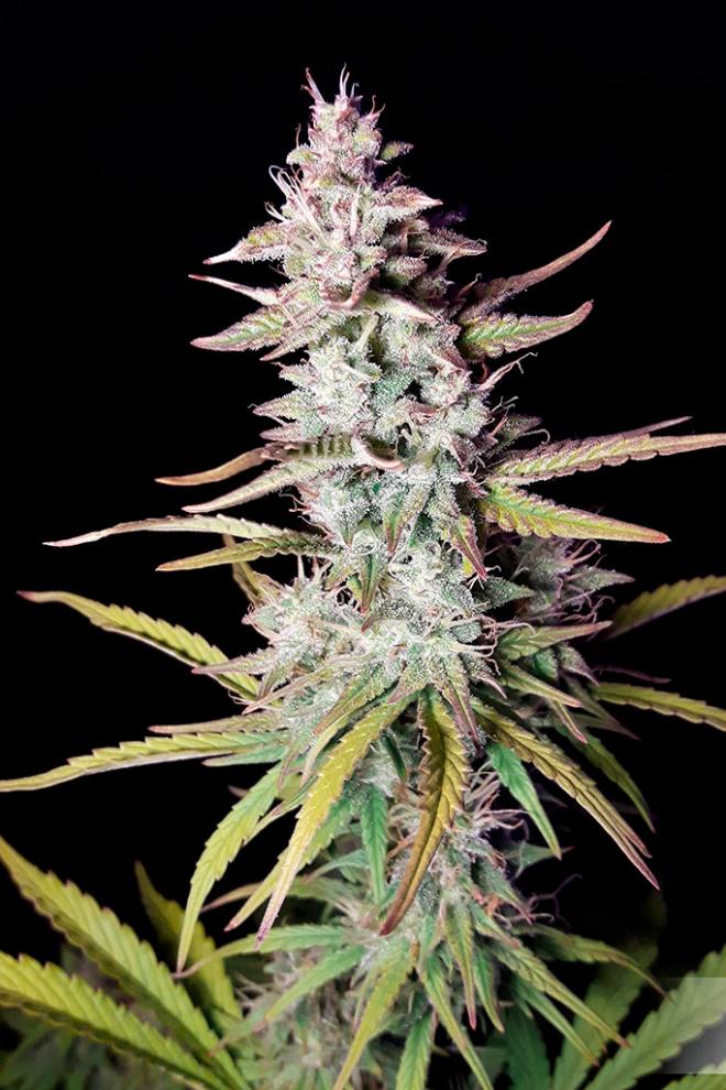 Auto Xtreme - Buy Dutch Passion cannabis seeds