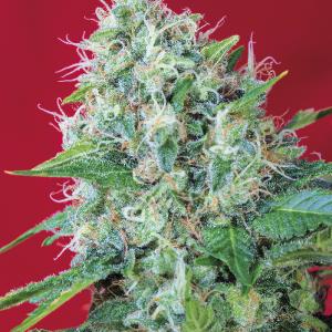 GREEN POISON - Grace Genetics Semi di Cannabis