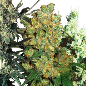 Feminized Mix - Buy Sensi Seeds Cannabis Seeds