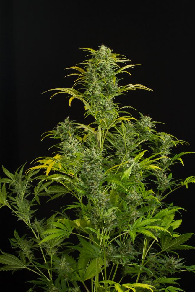 Blue Amnesia XXL Autoflowering – Buy Blue Amnesia XXL Auto Cannabis Seeds