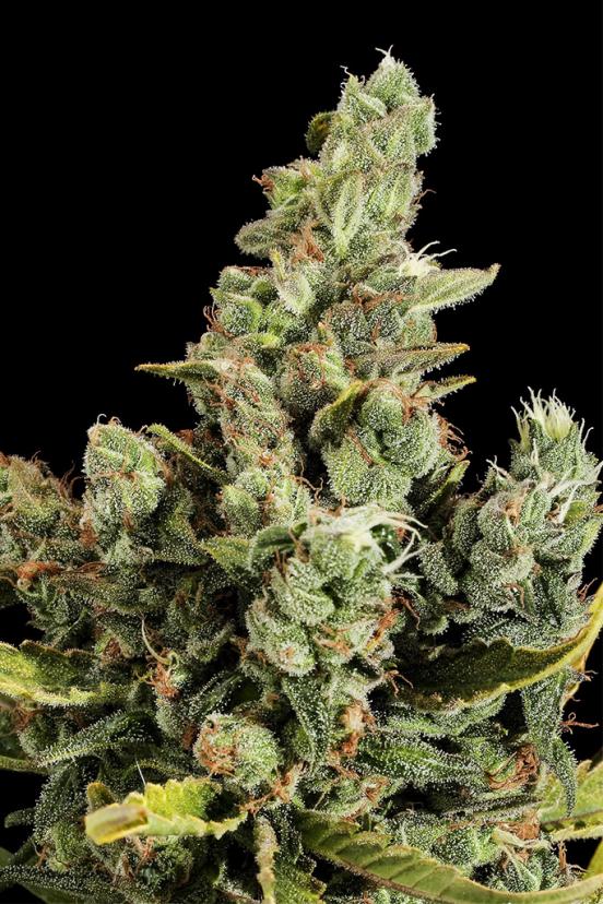 Bubba Kush – Buy Bubba Kush feminized cannabis seeds