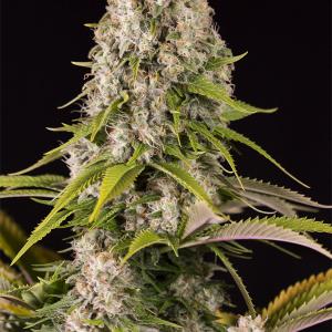 Semi di Cannabis dal THC alto - Dinafem Seeds