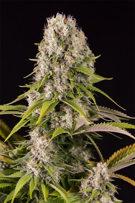 White Widow 🕷 – Buy White Widow feminized cannabis seeds