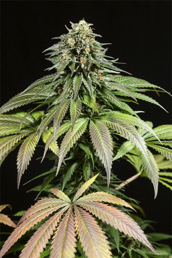 White Widow 🕷 – Buy White Widow feminized cannabis seeds