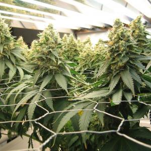 Blue Widow – Buy Blue Widow feminized cannabis seeds