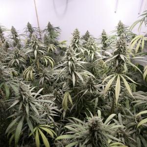 Critical + – Buy Critical + feminized cannabis seeds