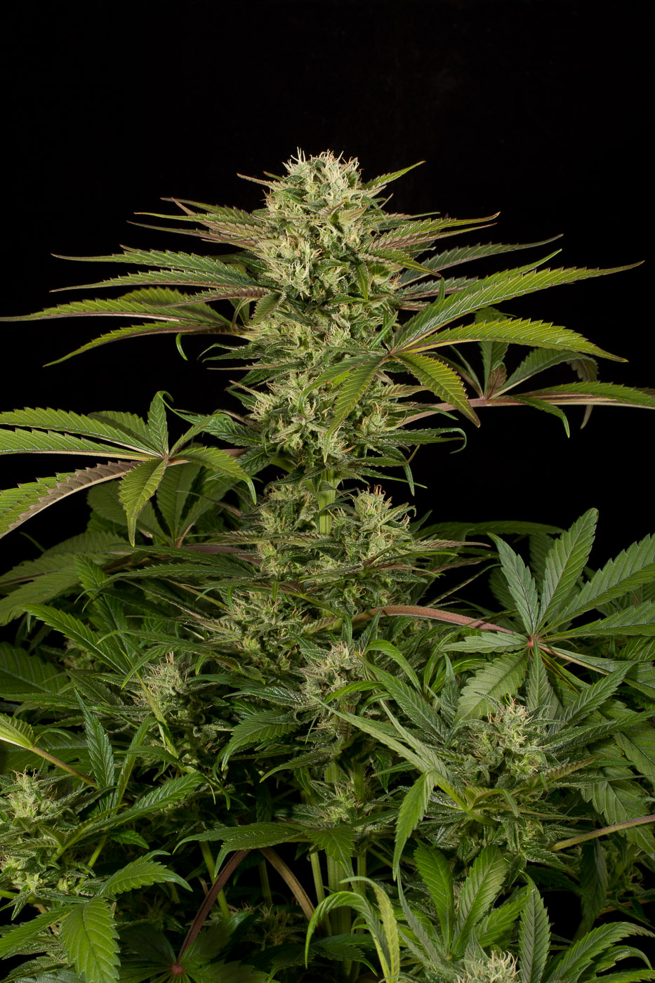 blue cheese weed plant