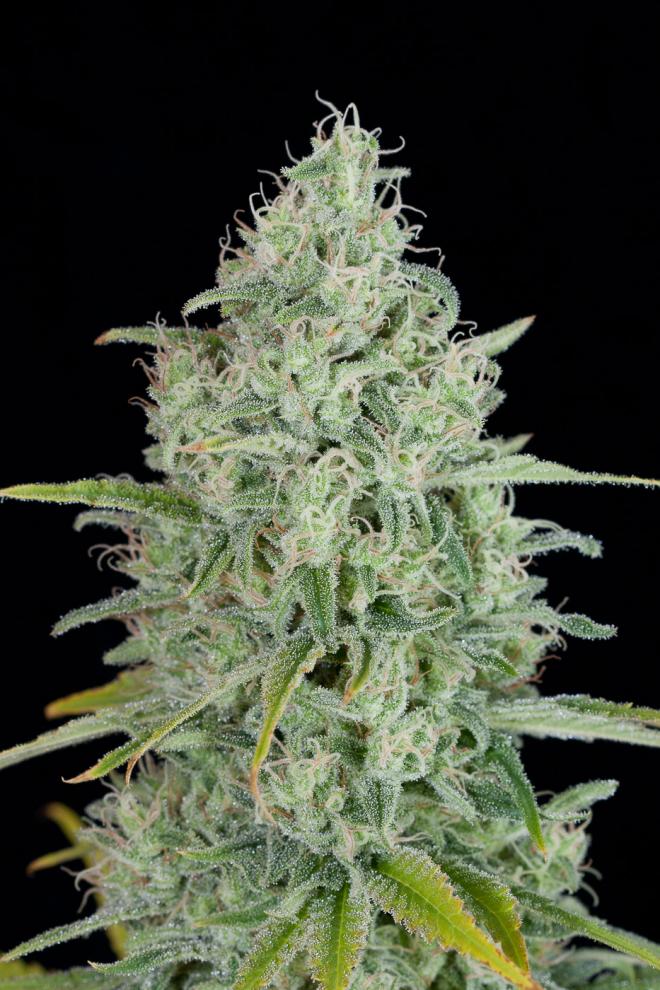 Critical Jack – Buy Critical Jack feminized cannabis seeds