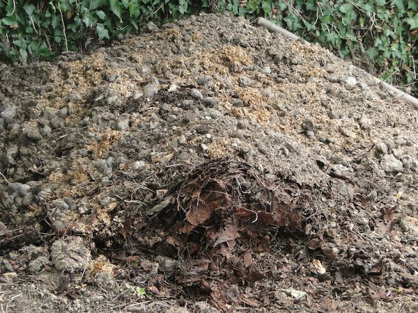 2º Celui-ci sera bon dans huit mois, pour la mise en culture d’avril. Après carottage du tas, le docteur Bio a constaté que le feuillage à la base n’est pas encore assez mur. Il vient de rajouter une brouette de crottin de cheval qui va relancer les processus de recomposition.