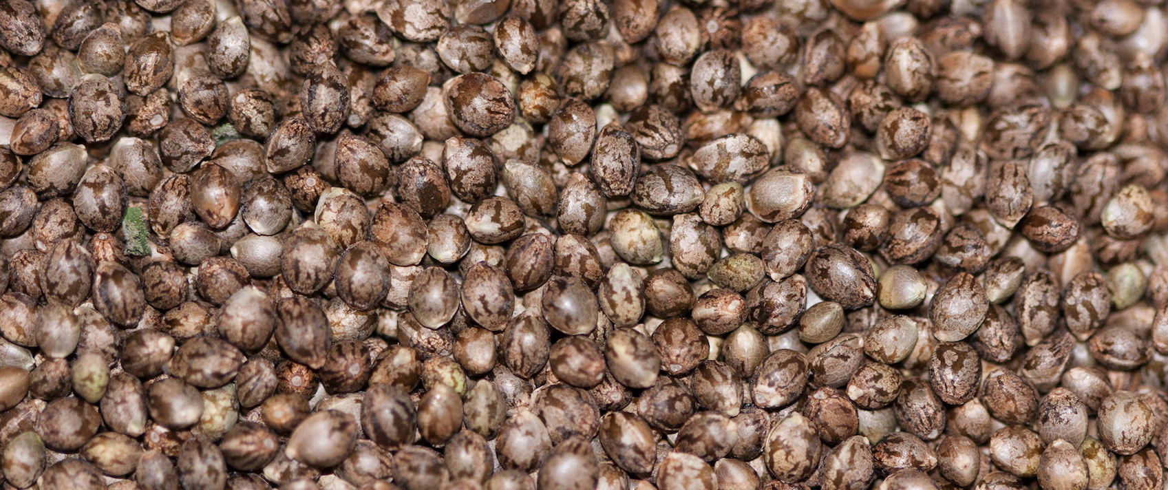 Diferencia entre semilla de cannabis regular y feminizada: ¿cuál cultivo? -  Sensi Seeds