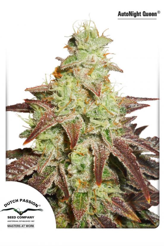 Think Different Buy Dutch Passion Cannabis Seeds 3865