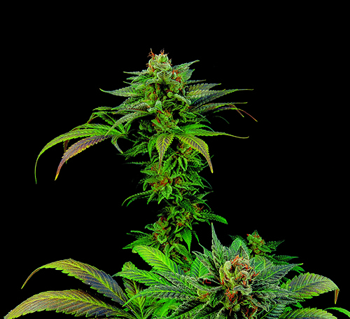 video blue widow cannabis variety marijuana