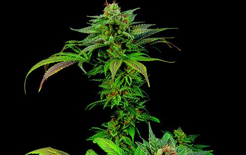 video blue widow graine cannabis