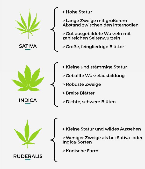 Marihuana Namen  Ursprünge und Anekdoten - Pevgrow