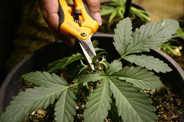 Cannabispflanzen beschneiden, aber wie?