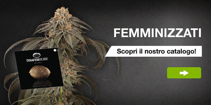 Sechs goldene Regeln für den Anbau feminisierter Samen