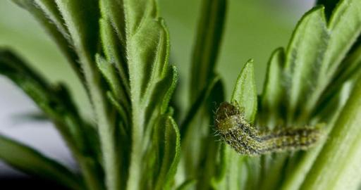 How to deal with a caterpillar infestation on your marijuana plants