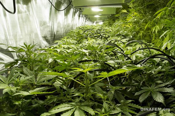 Advantages and disadvantages of growing marijuana in a hydroponic system