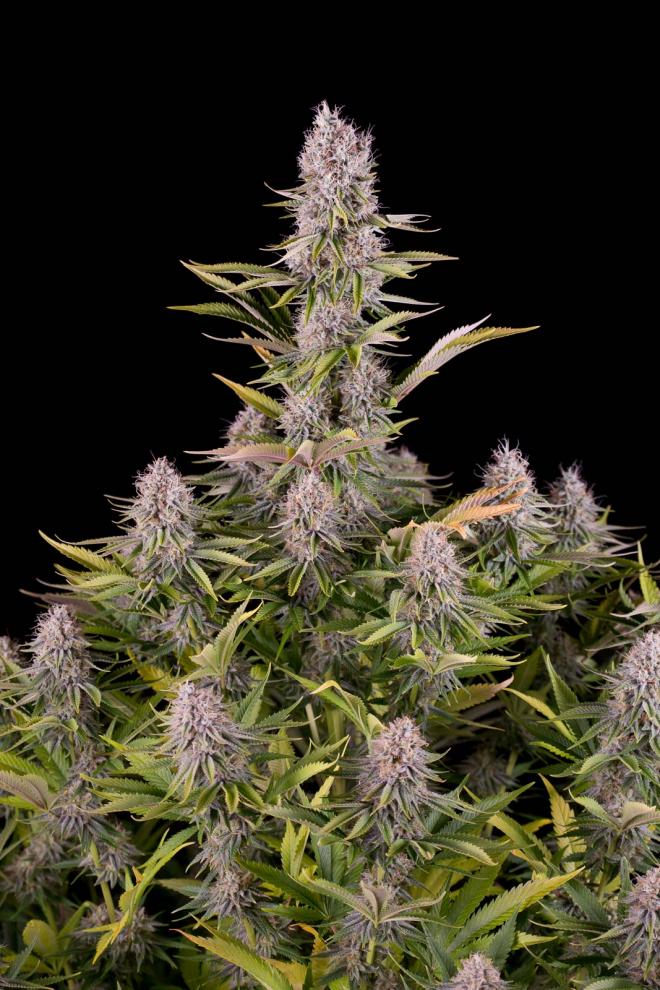 Amnesia Kush – Buy Amnesia Kush feminized cannabis seeds