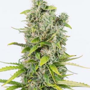Amnesia Autoflowering CBD – Buy Amnesia Auto CBD cannabis seeds