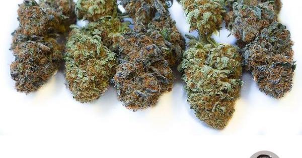 el secado curado cogollos frescos cannabis