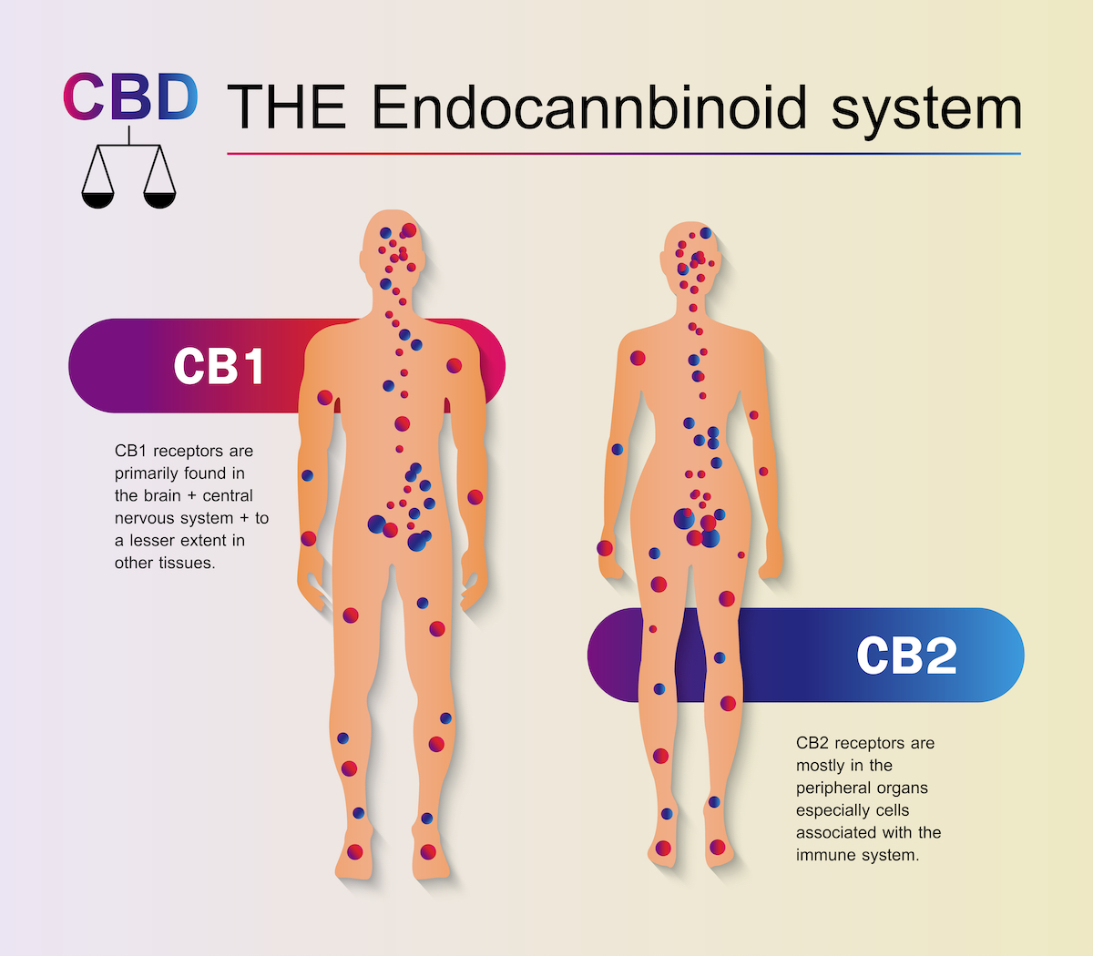 Implicación del sistema cannabinoide endógeno en el alcoholismo