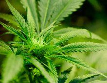 FA marijuana plant flourishes.jpg