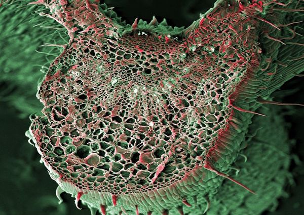 The Best Microscopic Images Of Marijuana From The Past 50 Years