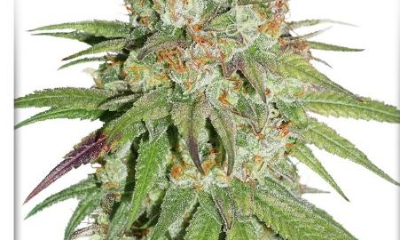 Glueberry O.G. - Buy Dutch Passion cannabis seeds