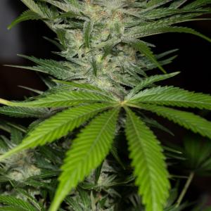 Black D O G Buy Hso Cannabis Seeds