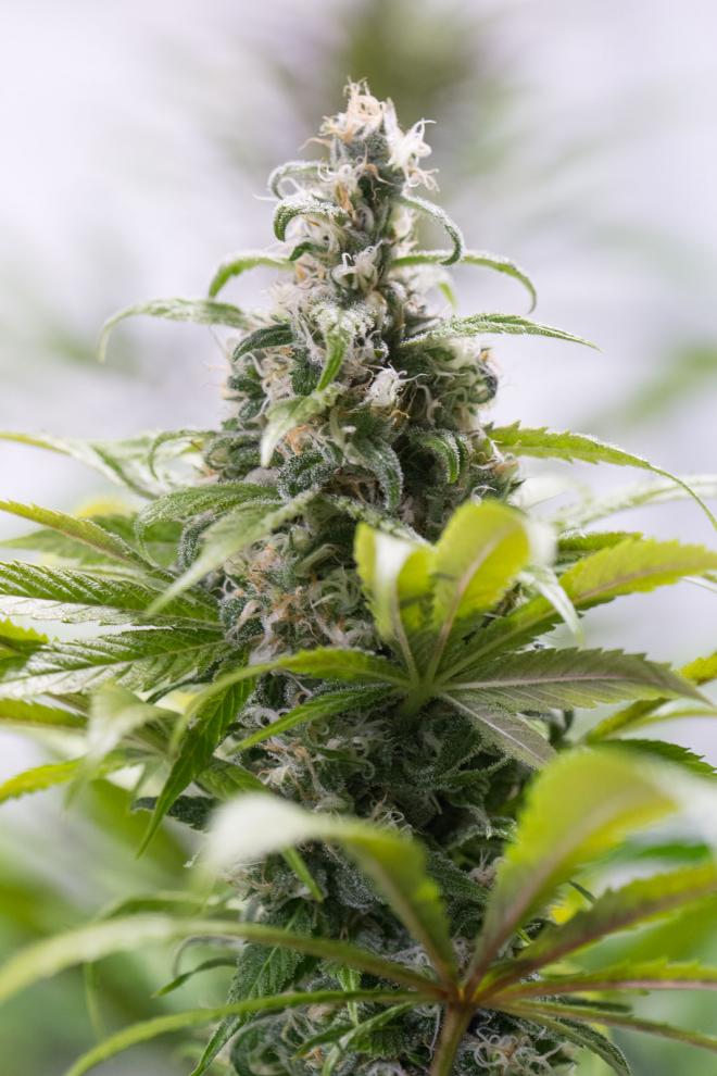 Green Crack CBD - Buy HSO cannabis seeds