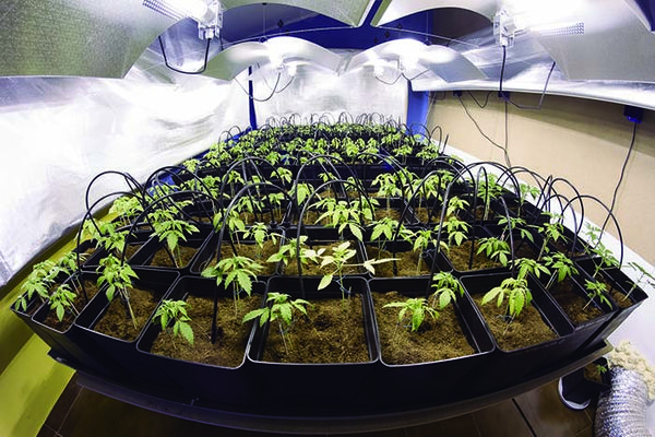 Types Of Bulbs For Indoor Cannabis Cultivation