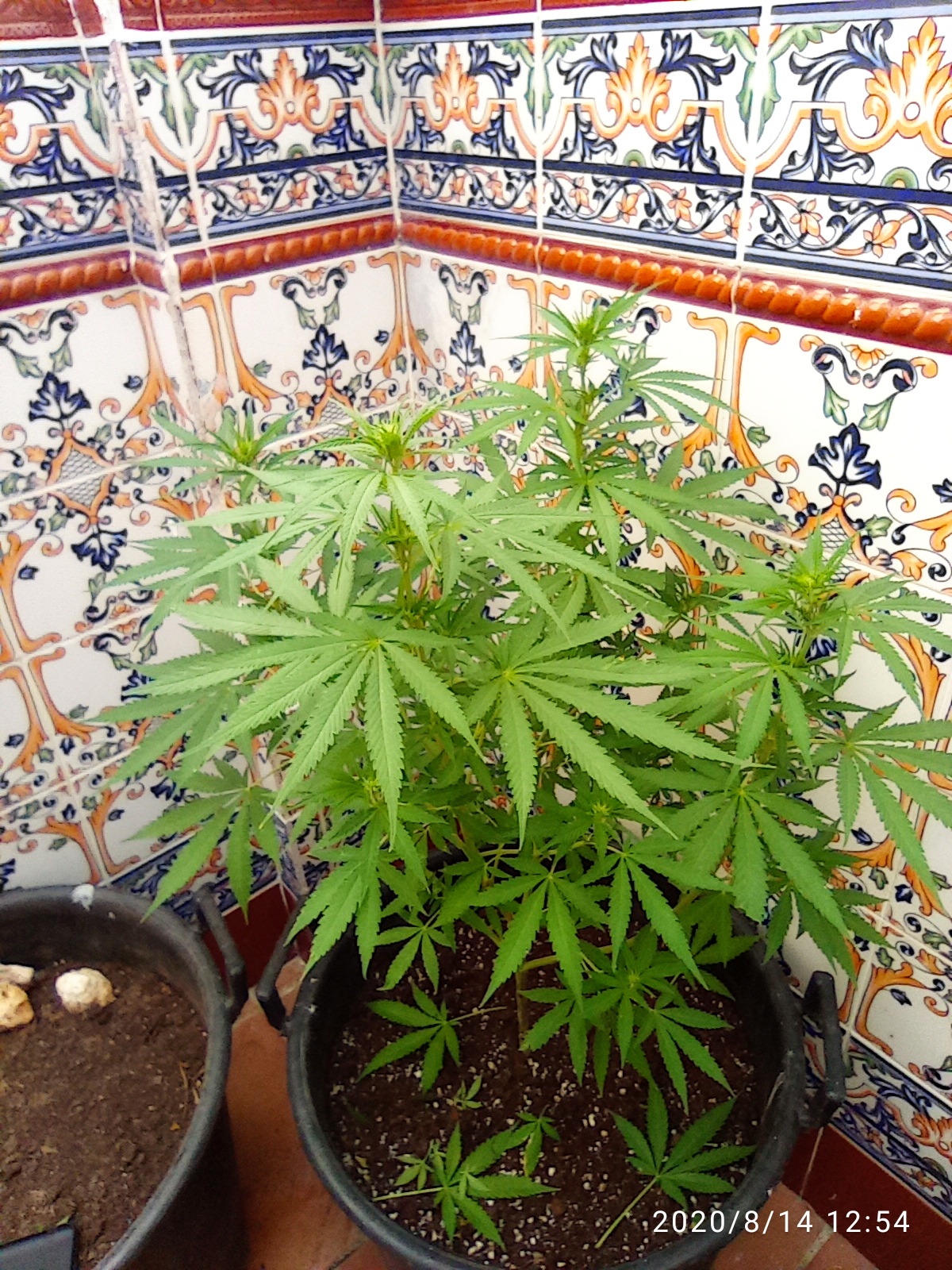 SmB Pack x3 Big Bank Seeds Auto Moby dick Fem. Outdoor and Indoor