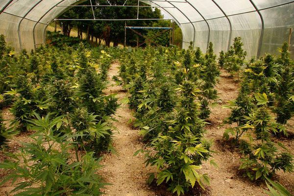Cómo cultivar tus plantas autoflorecientes de marihuana en invernadero