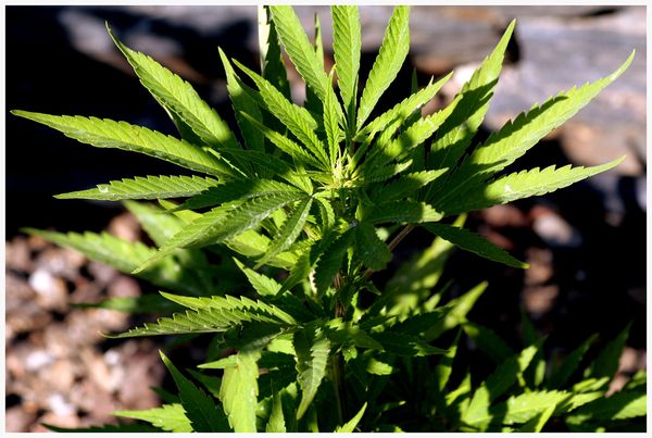 Woran erkannt man, ob eine Marihuanapflanze Männchen, Weibchen oder Zwitter  ist?