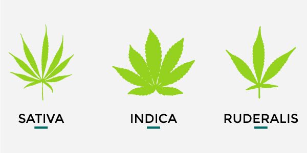 indica sativa ruderalis diferences cannabis
