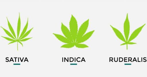 different types of weed